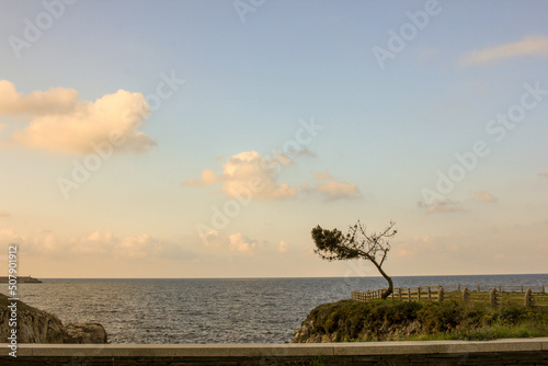 sunset on the beach with lonely pine