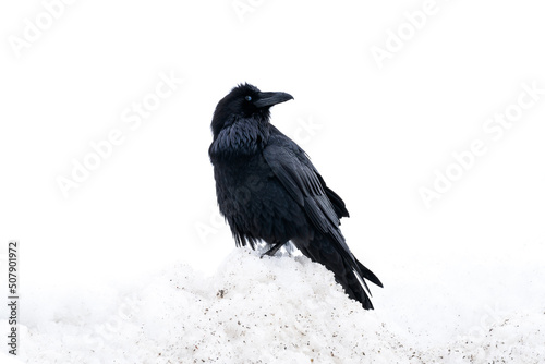 A raven in Banff National Park Canada