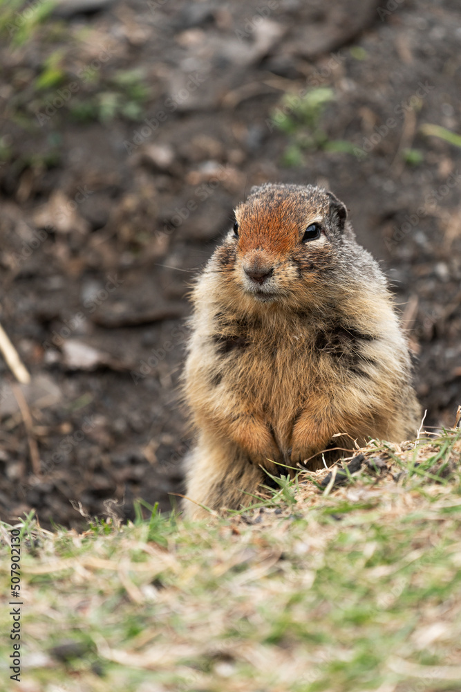 Adorable ground squirrel peeks out of its burrow in Banff National Park Adorable ground squirrel peeks out of its burrow in Banff National Park
