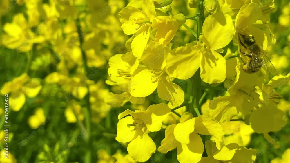 Bee collecting pollen in yellow flower rapseed during pollination time at spring day. Pollination, honey collection. Bee collecting pollen in yellow flower rapseed during pollination time at spring day. Pollination, honey collection.