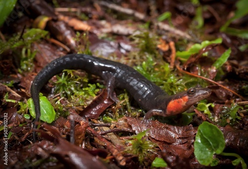 Imitator salamander macro portrait  photo