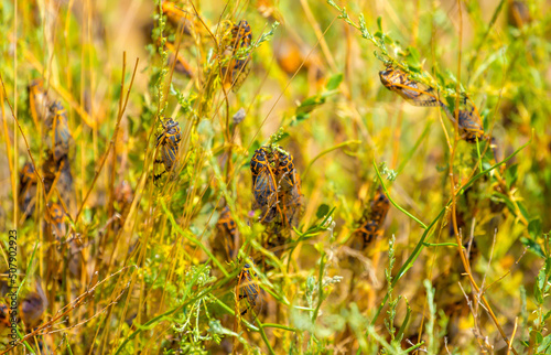 Insects cicadas devour agricultural plants, invasion of insect pests, insecticides photo