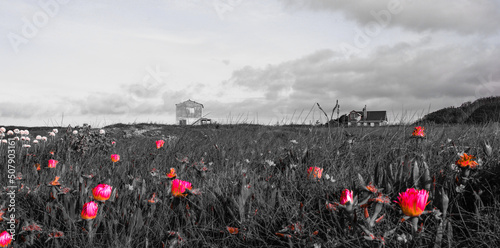 poppy field in spring
