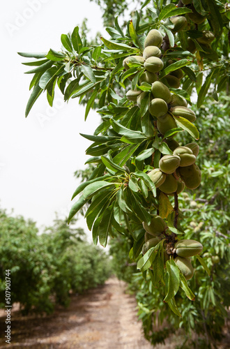 Ripening almond  on a branch of  tree in the garden.
