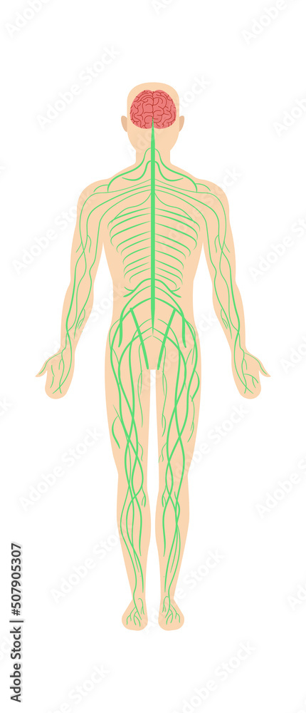 Man nervous system anatomy. Vector illustration Stock Vector | Adobe Stock