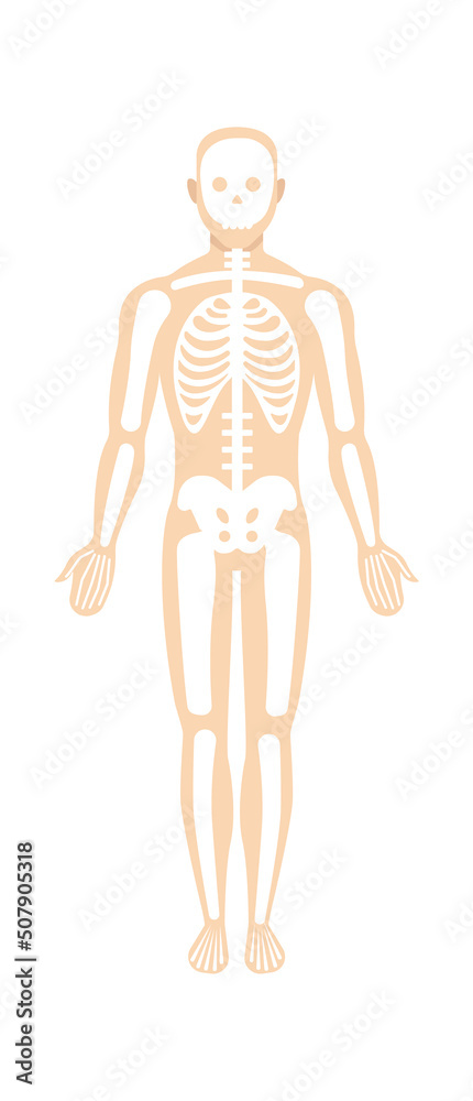 Man skeletal system anatomy. Vector illustration Man skeletal system anatomy. Vector illustration
