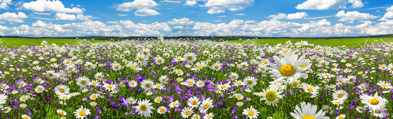 spring landscape panorama with flowering flowers on meadow. white chamomile blossom on field. panoramic summer view of blooming wild flowers in meadow