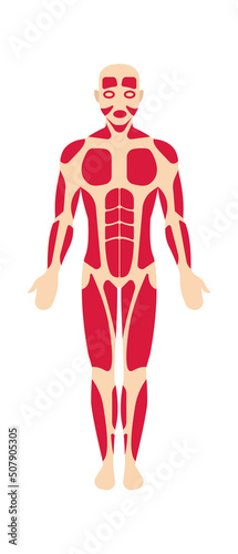Man muscular system anatomy. Vector illustration photo