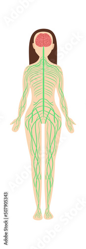 Woman nervous system anatomy. Vector illustration