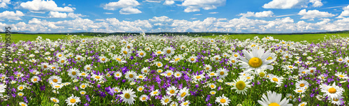 Tela spring landscape panorama with flowering flowers on meadow