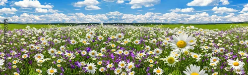 Obraz  z motywem spring landscape panorama with flowering flowers on meadow. white chamomile blossom on field. panoramic summer view of blooming wild flowers in meadow