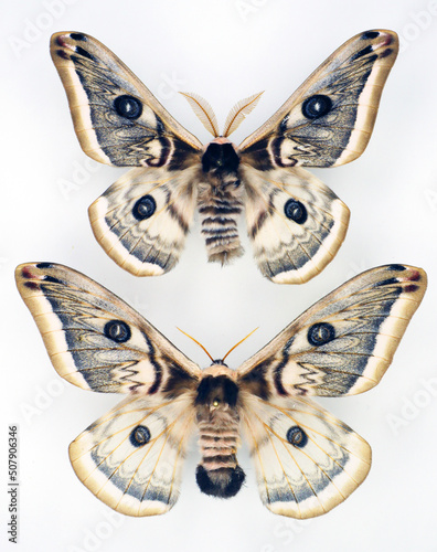 Butterflies isolated on white. Big moth Saturnia pyretorum macro. Collection butterflies. Saturniidae. Lepidoptera. Entomology. Insects. photo
