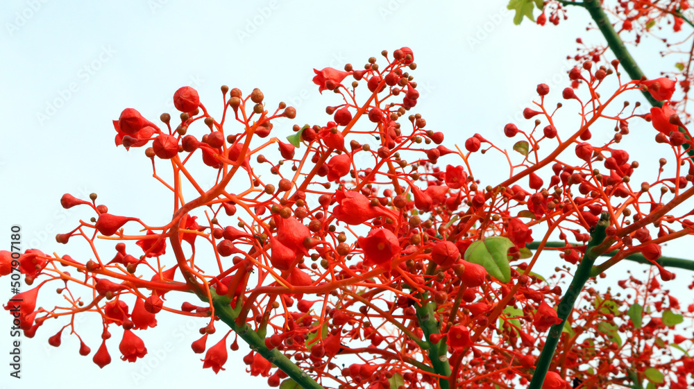 Very bright red scarlet flowers Brachychiton Acerifolius, amazing flowering tree, against a blue sky, unusual bloom, very bright red, spain, denia, summer 