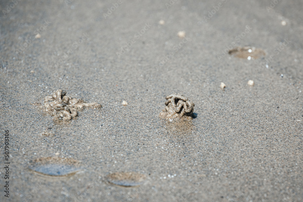 Lugworm, arenicola marina, sand casts on Shanklin Beach, Isle of Wight Lugworm, arenicola marina, sand casts on Shanklin Beach, Isle of Wight
