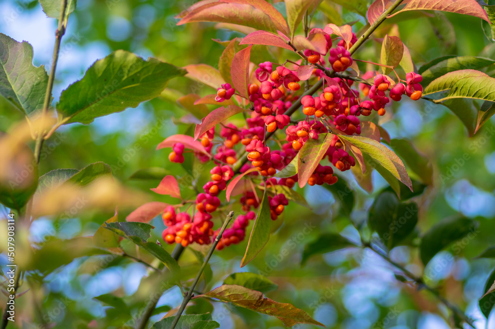 Euonymus europaeus european common spindle capsular ripening autumn fruits, red to purple or pink colors with orange seeds Euonymus europaeus european common spindle capsular ripening autumn fruits, red to purple or pink colors with orange seeds