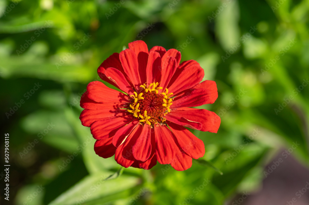 Zinnia peruviana red orange flowering peruvian annual plant in bloom, beautiful colorful petal flower in bloom Zinnia peruviana red orange flowering peruvian annual plant in bloom, beautiful colorful petal flower in bloom