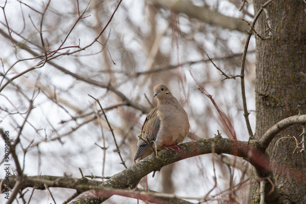 A young turtledove sits on a tree branch A young turtledove sits on a tree branch