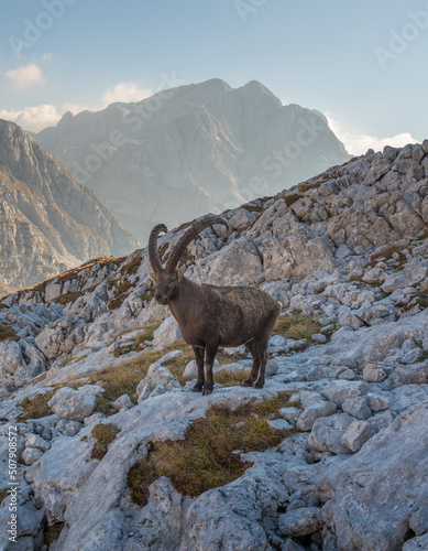 Alpine Ibex in the Julian Alps mountains