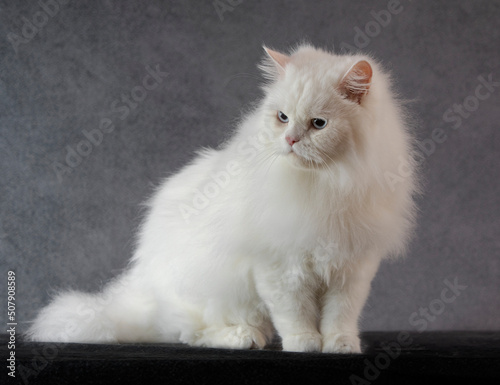 white persian cat posing for portraitº © monica