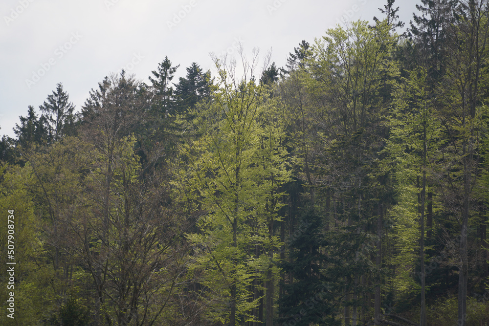 dark clouds and thunderstorm in the Bavarian Forest with bright sheet lightning