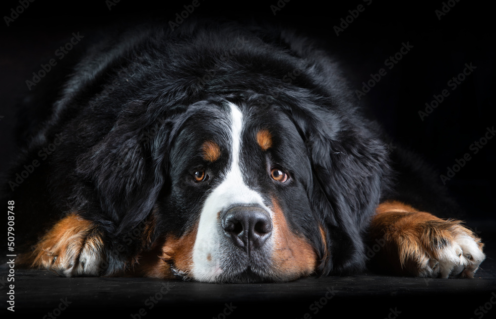 Bearnese mountain dog lying