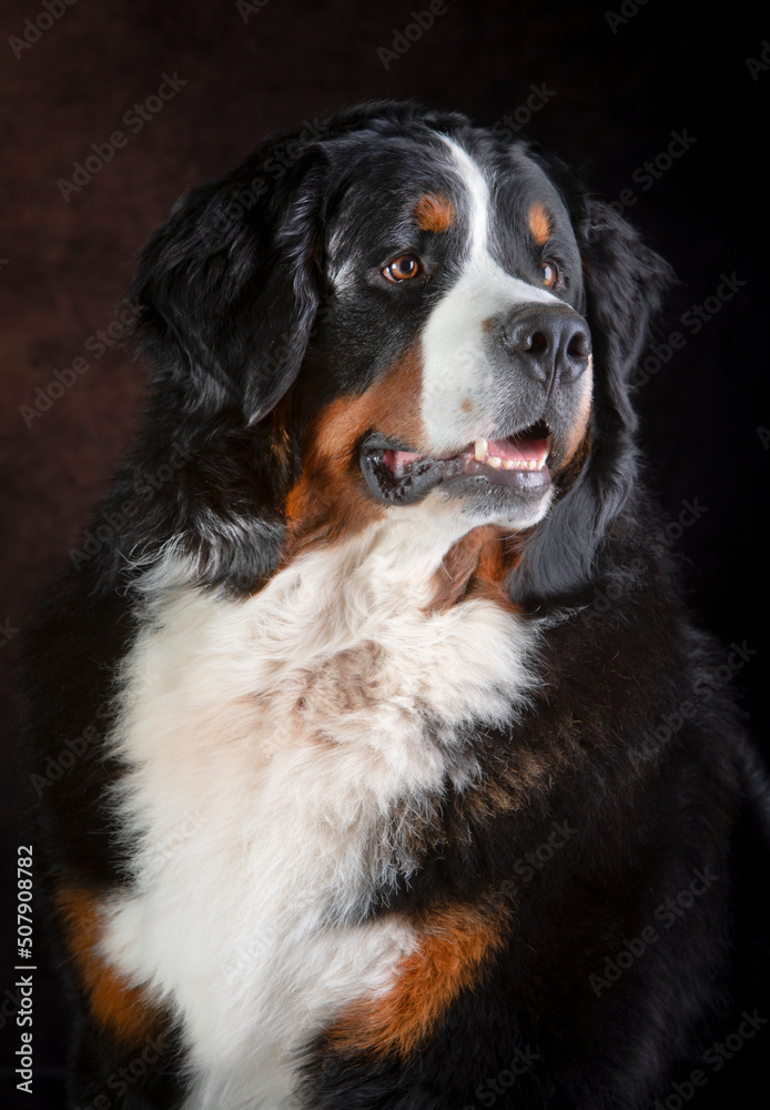 portrait Bearnese mountain dog