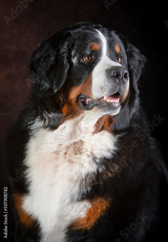 portrait Bearnese mountain dog