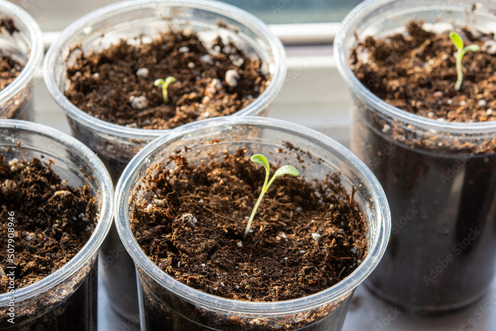 Plastic cups with seedlings in the sun by the window Plastic cups with seedlings in the sun by the window