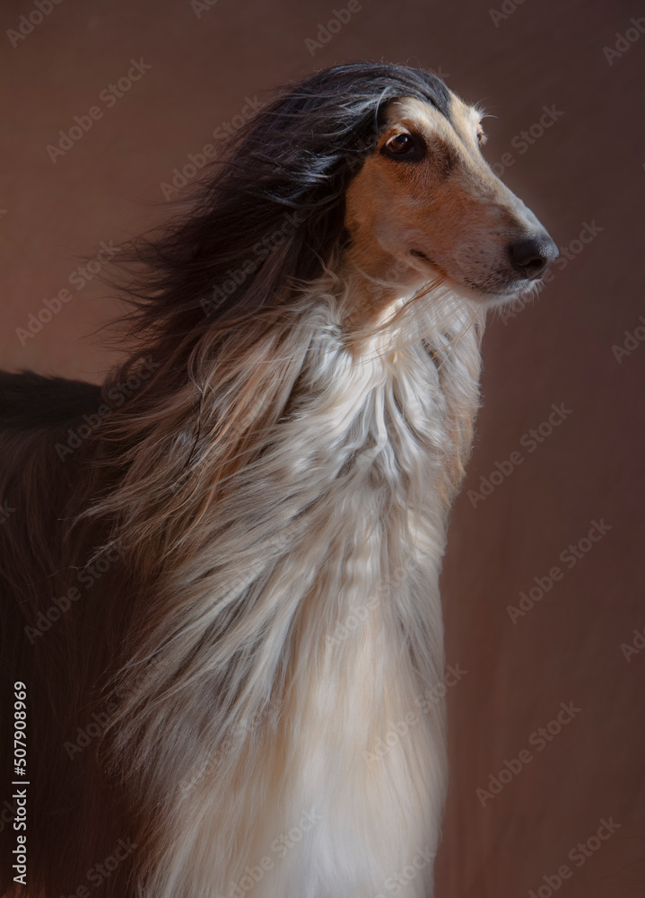afghan hound face in the wind afghan hound face in the wind