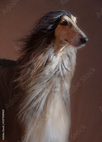 afghan hound face in the wind