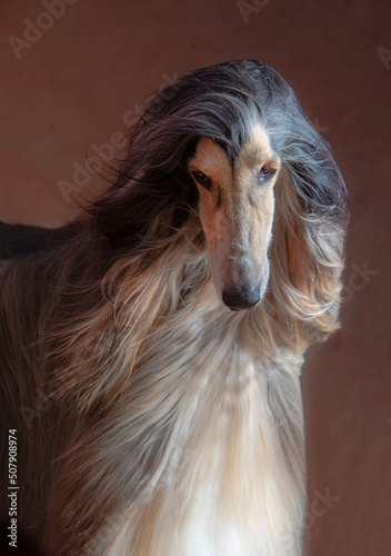 face of afghan hound looking down