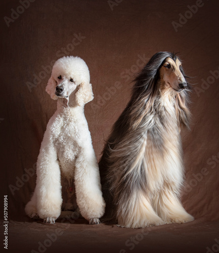 afghan Hound and  giant 
poodle posing