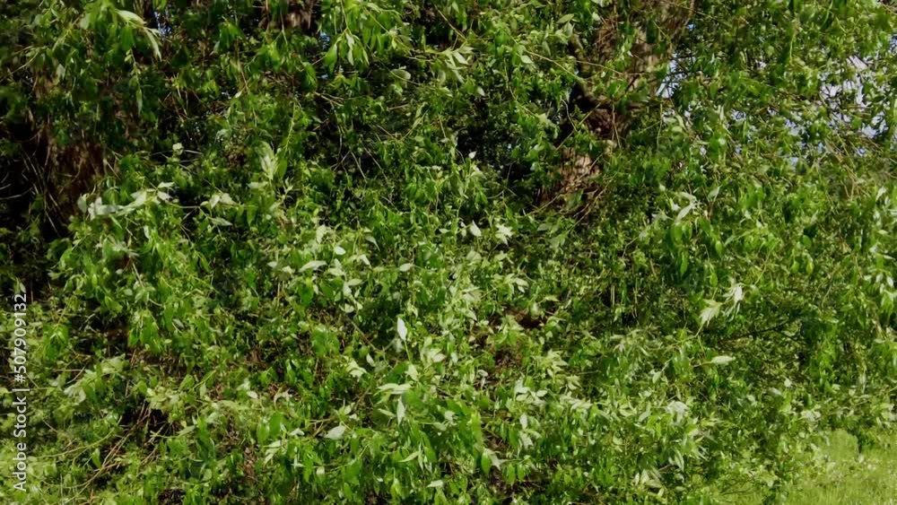 branches with leaves from a tree blowing in the wind