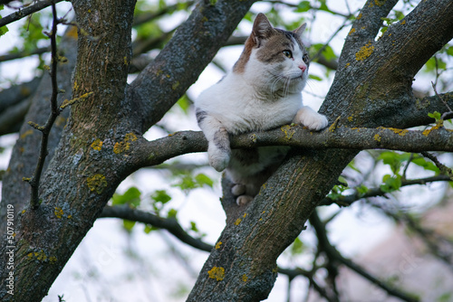 The cat is sitting on a tree. 