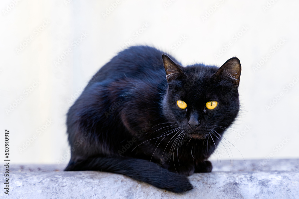 A black cat with yellow eyes sits on a gray surface