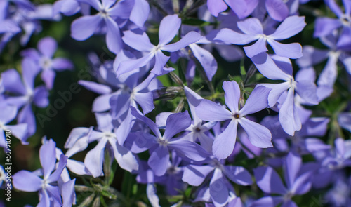 Phlox subulate. Beautiful blue plant with dense flowering. Carpet flowers. 