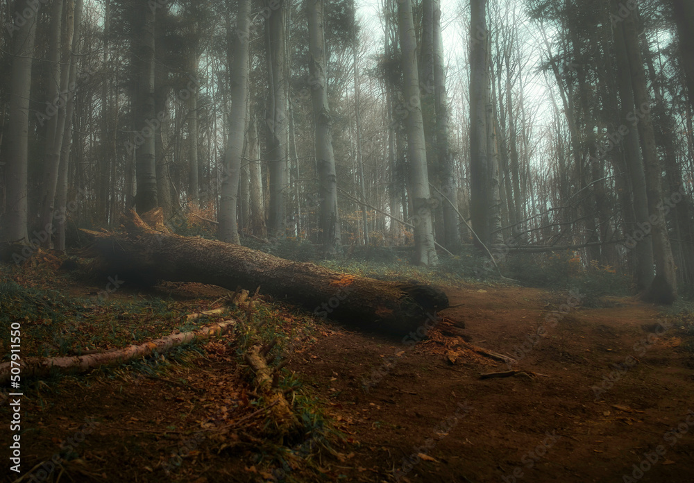 Mglisty las w Bieszczadach. Europa - obrazy, fototapety, plakaty 