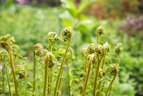 Young green shoots of ferns ,Polypodiophyta. Forest glade. Plants in nature. Spring season. New life. Green curls. Close up. Blurred background.Stems of coiled ferns