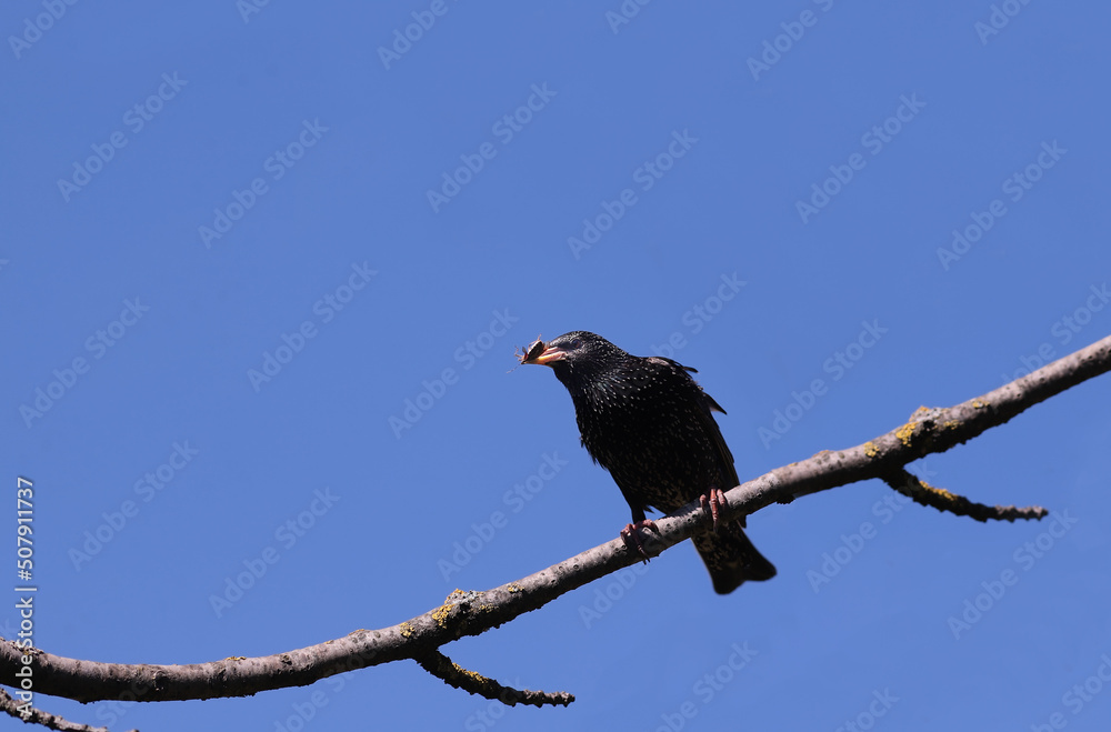 A starling with prey in its beak sits on a branch against a blue sky A starling with prey in its beak sits on a branch against a blue sky