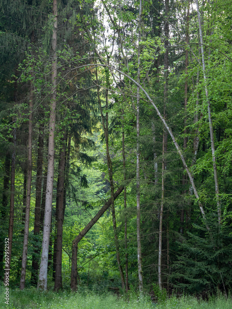 Fototapeta premium Gefällte Bäume