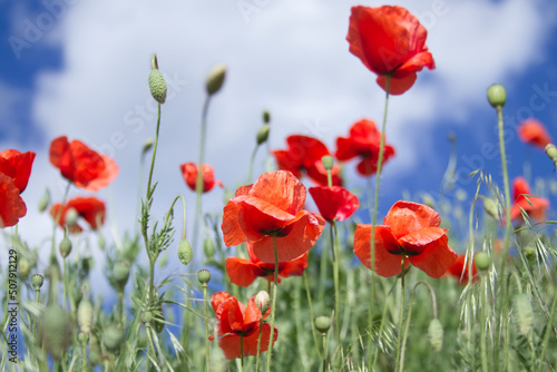 Bright flowers of red poppies among other wild plants