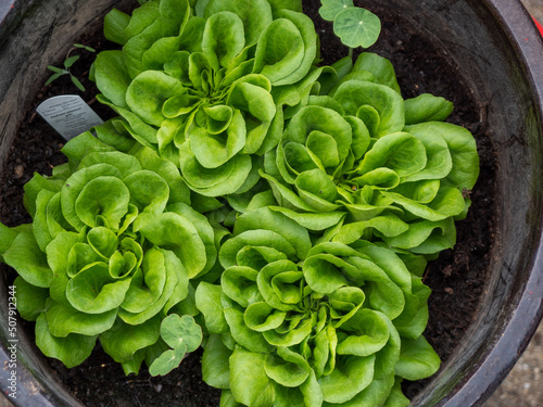 Eigenen Salat anbauen