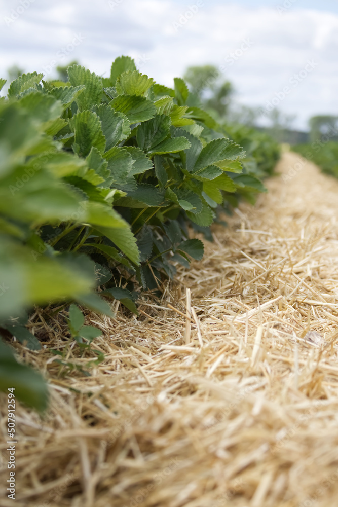 Fototapeta premium Strawberry bushes neatly lined with hay on a field prepared for the self-harvest season