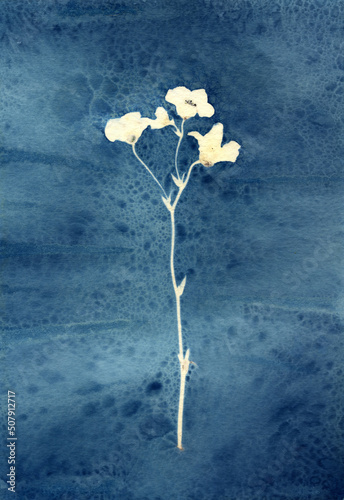 Sun-printing or cyanotype process. Skeleton leaf cyanotype