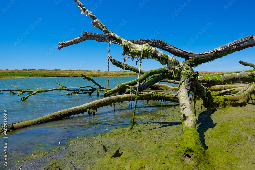 Tree laying on shore of river with algae coving wood 