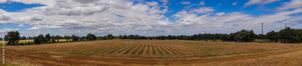 panorama view of farmland in sacramento valley with stripped field with hay drying 