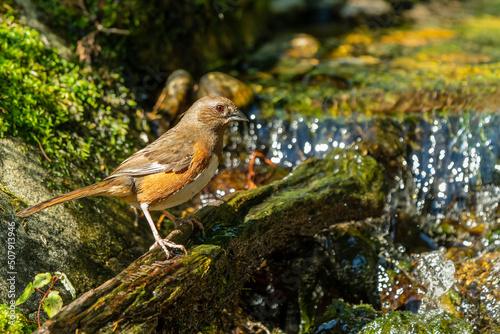 Female eastern towhee perched next to a stream photo