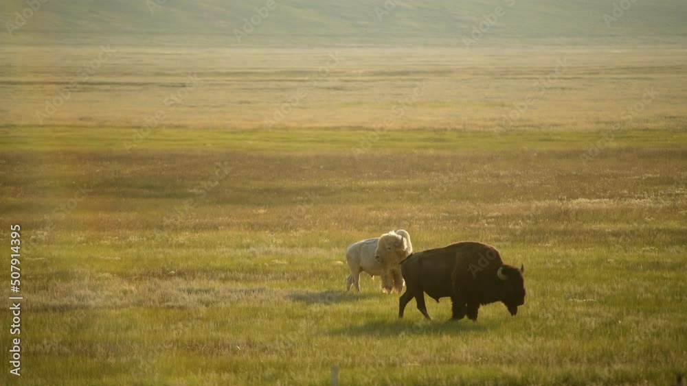 White and Brown American Bison on a Preirie White and Brown American Bison on a Preirie