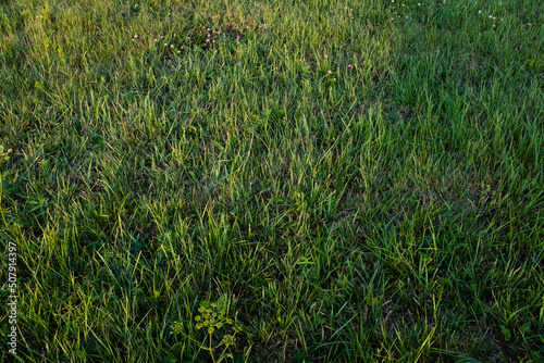 Field of mown green grass, top view. The texture of the mown green grass, close up. Background from trimmed lawn for post, screensaver, wallpaper, postcard, poster, banner, cover, website