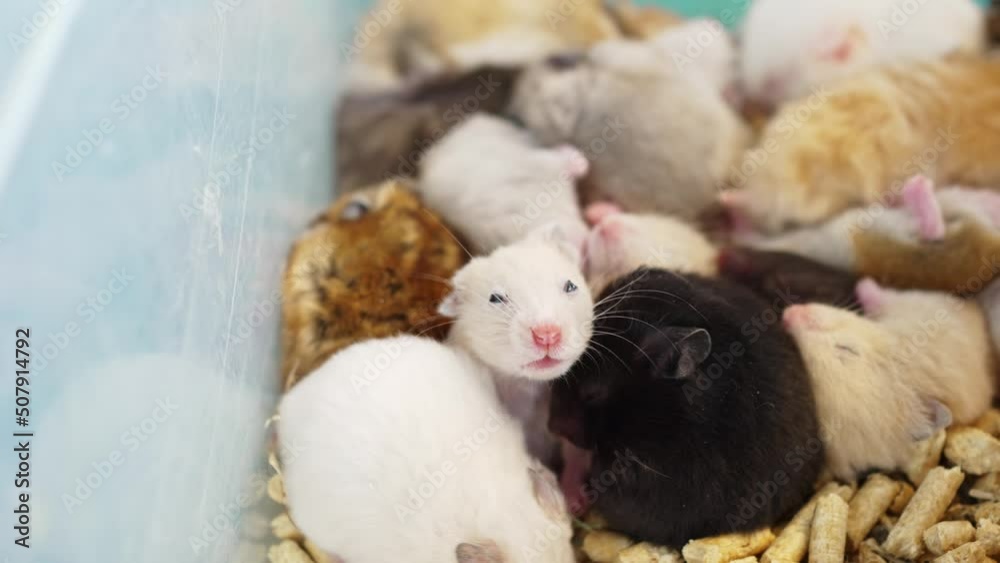 a top view of a box of toddlers multi-colored hamsters. a top view of a box of toddlers multi-colored hamsters.